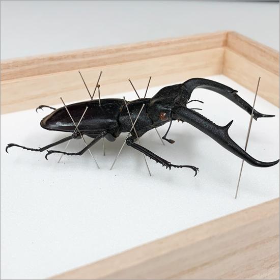 昆虫標本 マンディブラリスフタマタクワガタ 桐箱 : ソプラノYahoo!店