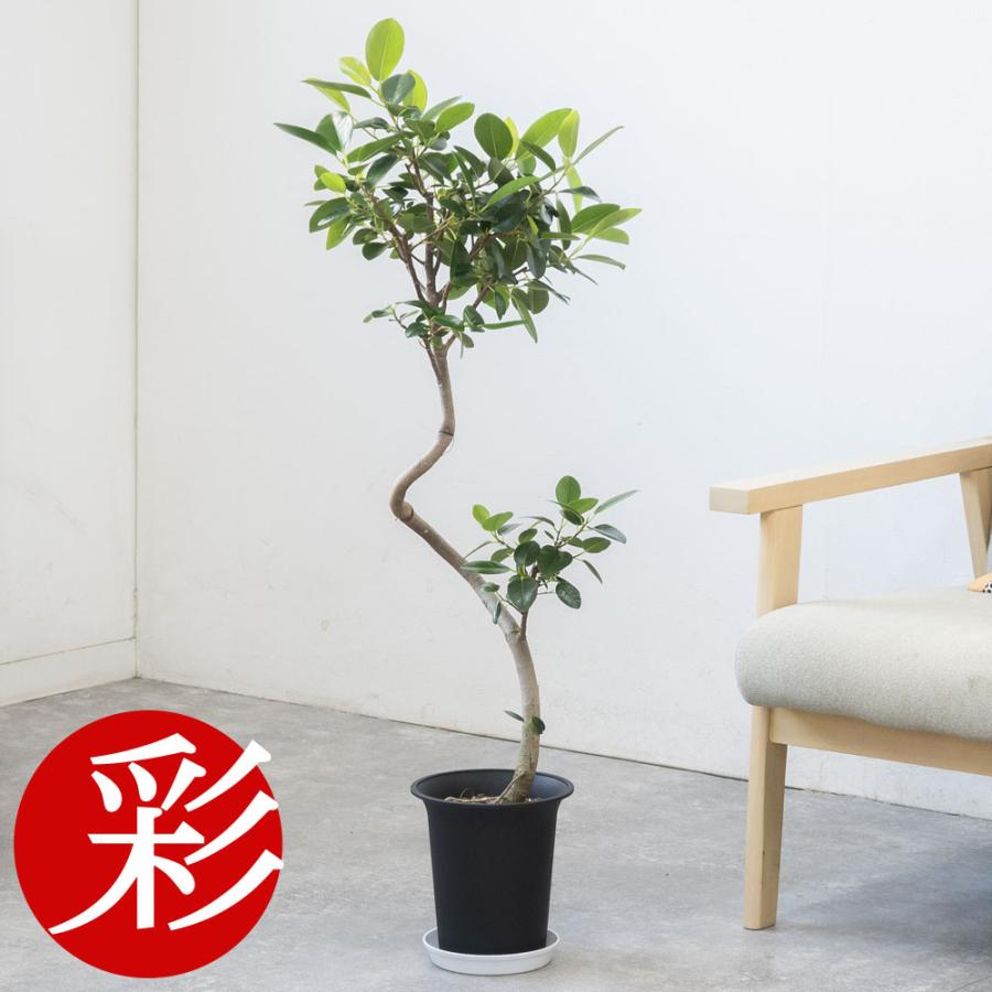 観葉植物 本物 フランスゴム（フィカス・ルビギノーザ）6号鉢 曲がり幹