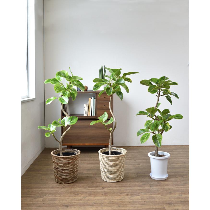 観葉植物 本物 フィカス アルテシーマ バリエガタ 8号鉢 曲がり樹形