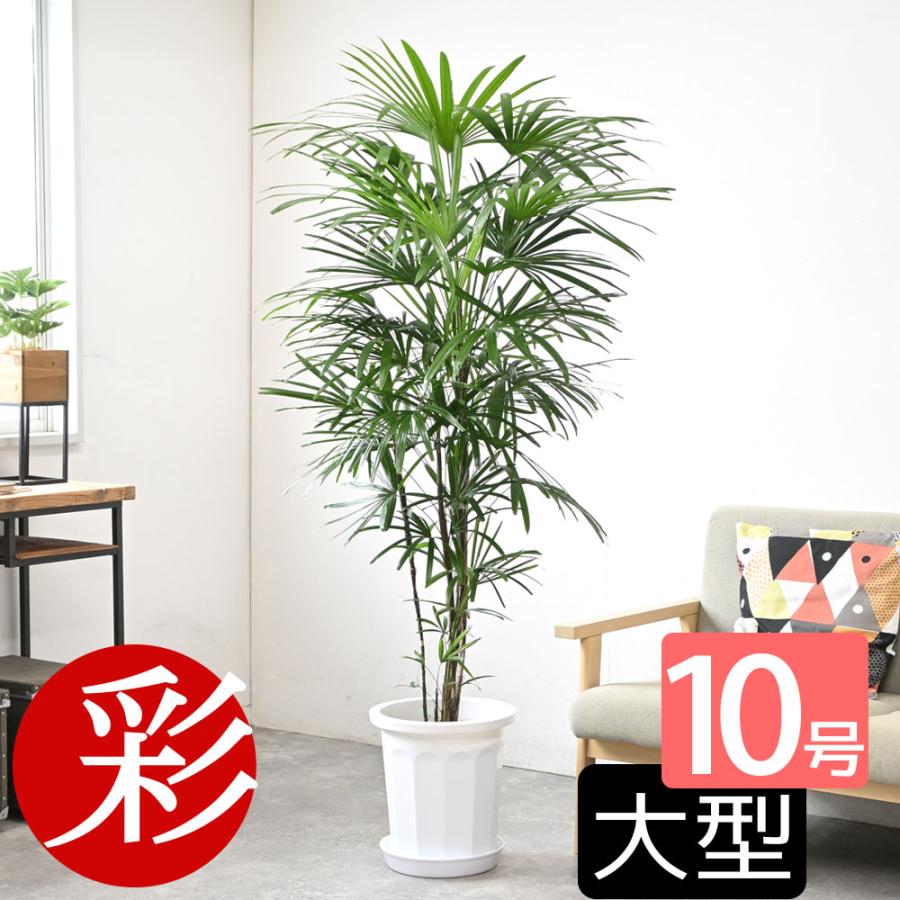 観葉植物 本物 シュロチク 10号鉢 大型 棕櫚竹 背が高い 日陰に強い
