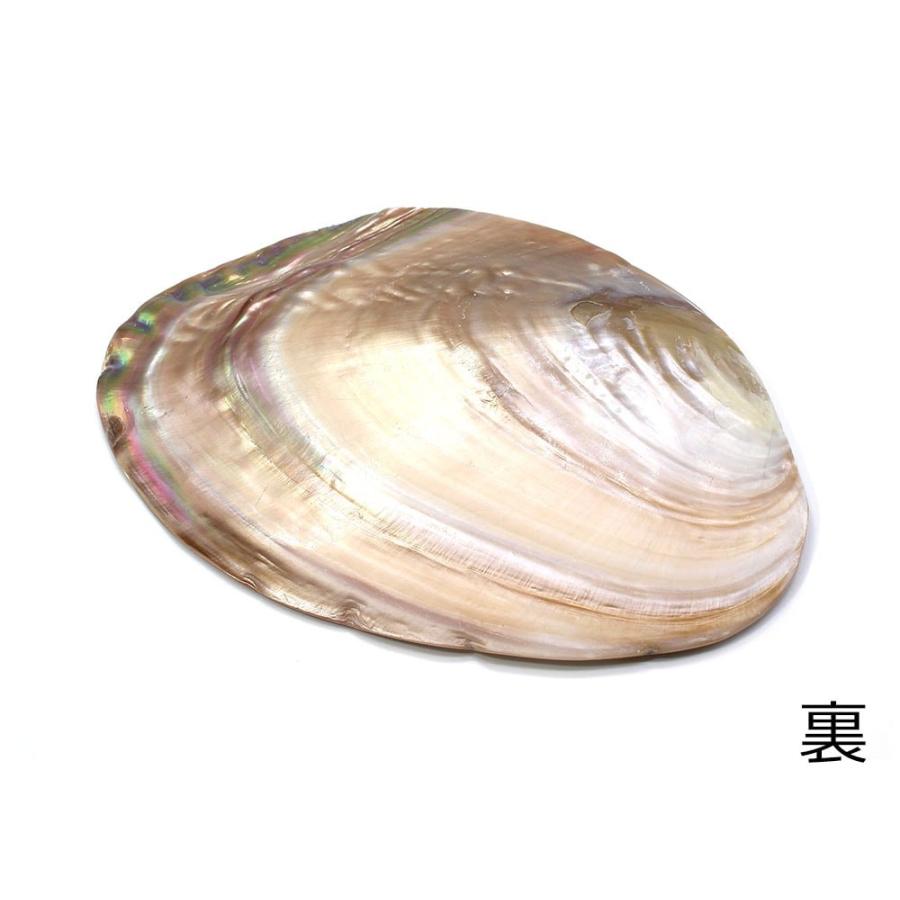 パールシェル イケチョウ貝 天然真珠貝殻 両面ポリッシュ仕上げ（両面
