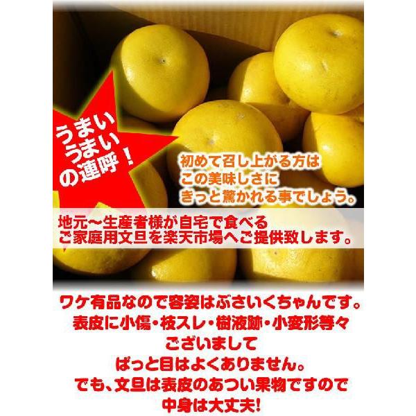 土佐文旦20kg L2Lサイズ 高知産 文旦ぶんたん訳ありブンタン