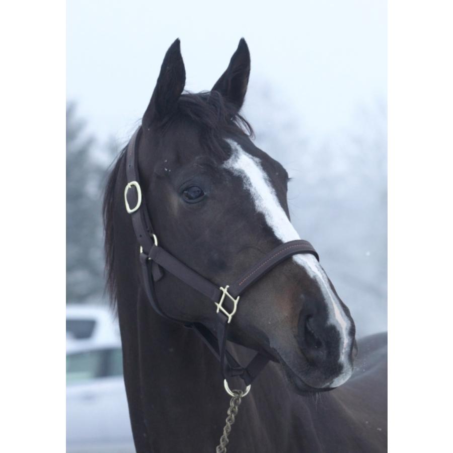 リスグラシュー ぬいぐるみ Sサイズ アイドルホース 第64回有馬記念