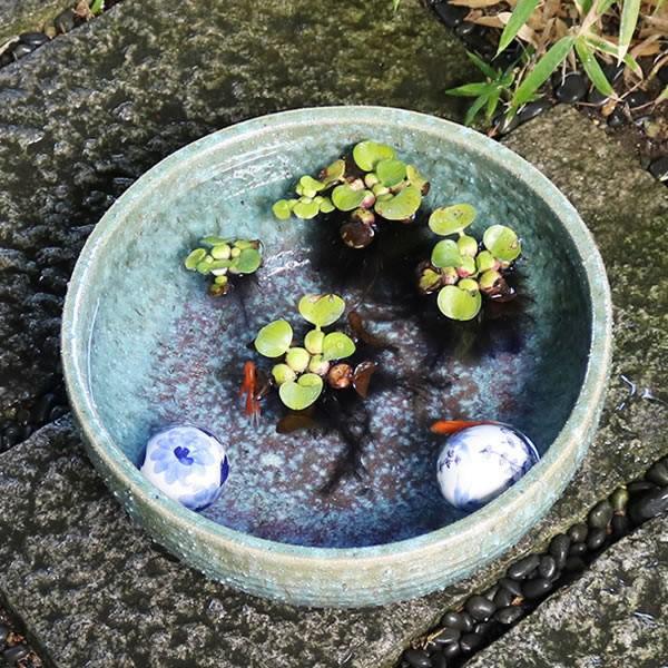 信楽焼 睡蓮鉢 メダカ鉢 おしゃれ めだか鉢 陶器 水鉢 ビオトープ