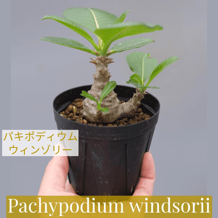 パキポディウム ウィンゾリー 実生株 040 Pachypodium windsorii 観葉