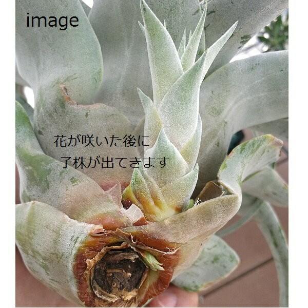 キセログラフィカ M サイズ約15cm エアプランツ エアープランツ