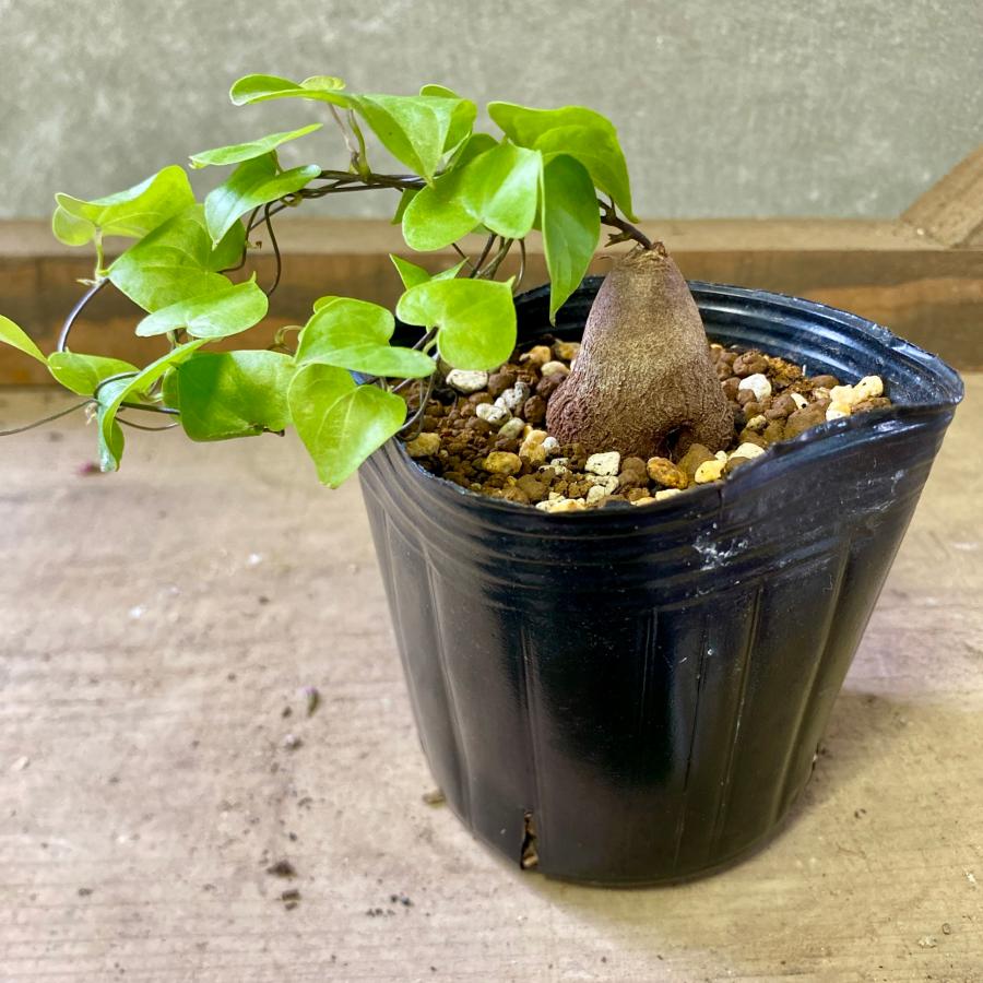 塊根植物 亀甲竜（ディオスコレア・エレファンティペス） : plantlife
