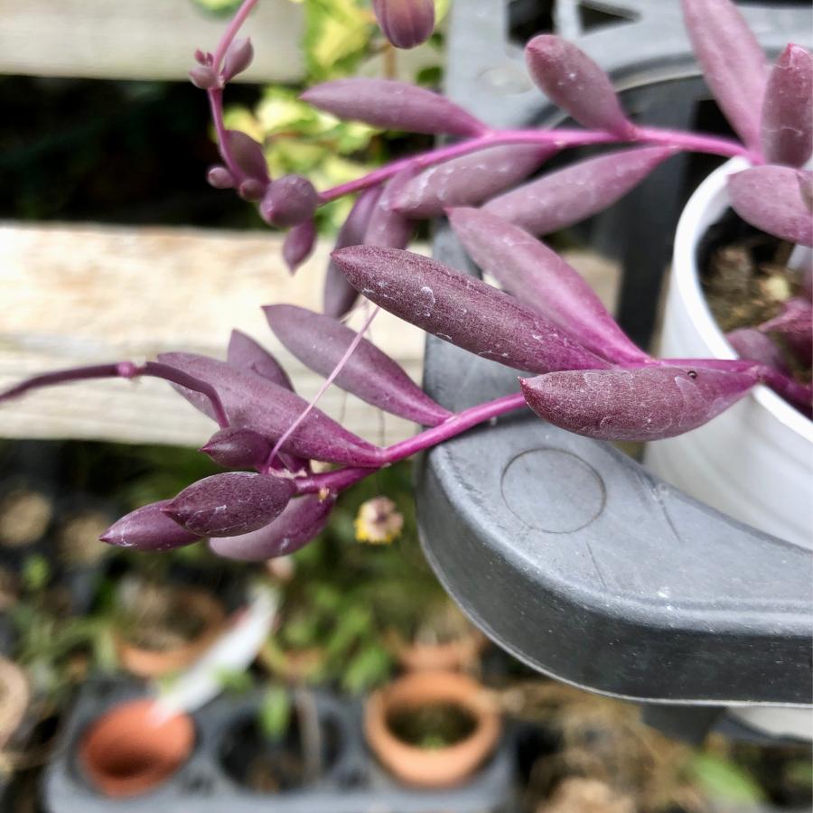 多肉植物 観葉植物 ルビーネックレス 2ポットset : plantlife - 通販