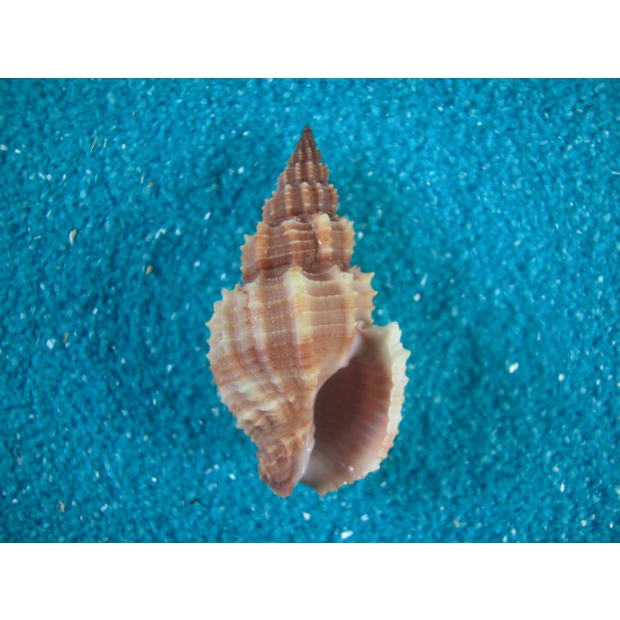 トクサバイ : 貝殻ストア - 通販 - Yahoo!ショッピング