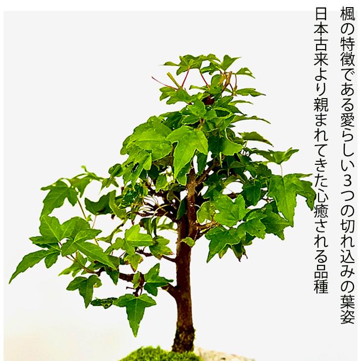 盆栽 かえで 楓 もみじ ミニ盆栽 室内 初心者 おしゃれ盆栽 ミニ観葉