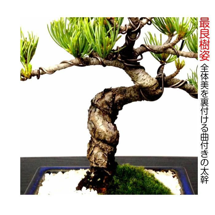 盆栽 松 樹齢8年 特選 曲付き 高松五葉松 室内 初心者 おしゃれ