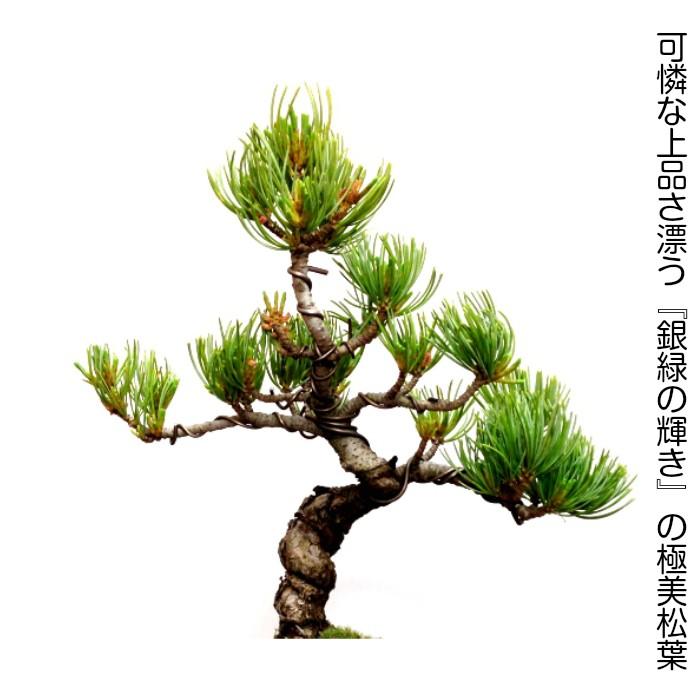 盆栽 松 樹齢8年 特選 曲付き 高松五葉松 室内 初心者 おしゃれ
