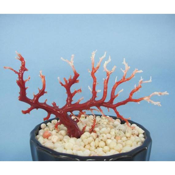 高知沖産血赤珊瑚の 拝見・原木・置き物 （艶出し加工済み）/飾り/置物