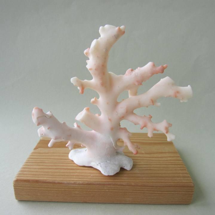 ミッド（白）珊瑚の原木・拝見・置物 /艶出し加工済み/『宝石サンゴ