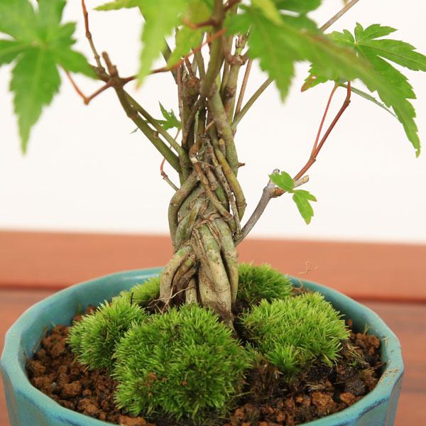 小品盆栽：山もみじ編み込み苔付*鉢色選べる(国産菊型鉢)<2025年落葉