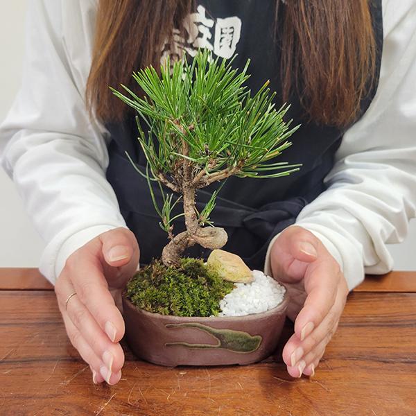 ミニ景色盆栽：三河黒松*（瀬戸焼楕円鉢）＜数量限定＞苔 和 鉢植え
