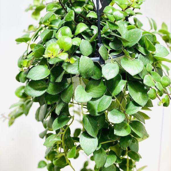 希少・観葉植物：エスキナンサス エリプティクス タイピンク*吊り鉢