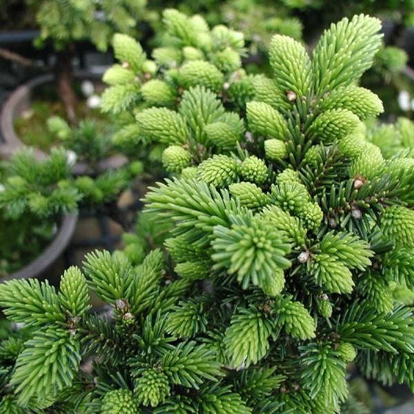 苗：白芽八房蝦夷松(小) 黒ポット(えぞ松) : 遊恵盆栽 Yahoo!店 - 通販