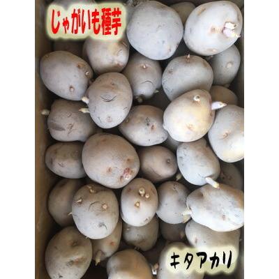じゃがいも種子 キタアカリ 北海道産 1kg S〜Mサイズ 【馬鈴薯種