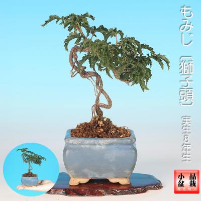 獅子頭 もみじ 盆栽のおすすめ人気商品一覧 通販 - Yahoo!ショッピング