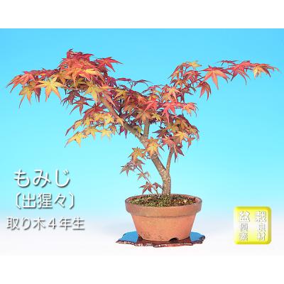 出猩々もみじのおすすめ人気商品一覧 通販 - Yahoo!ショッピング