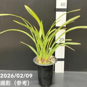 キンリョウヘン 金稜辺 花芽付き 原種系 赤花 花芽2芽 4号ポット苗 令