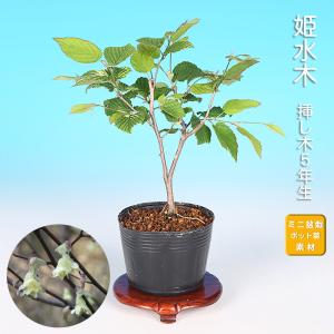 ミニ盆栽 「屋久島萩」 : 盆栽彩都ヤフー店 - 通販 - Yahoo!ショッピング