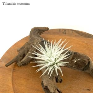 現品) チランジア イオナンタ 'メキシカンゼブラ' (No.22221) (エアー