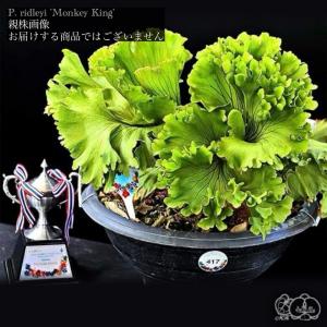 ギンカTC P.ginka TC 一点物 検/ビカクシダ Platycerium コウモリラン