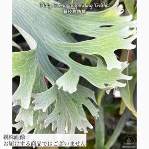 ギンカTC P.ginka TC 一点物 検/ビカクシダ Platycerium コウモリラン