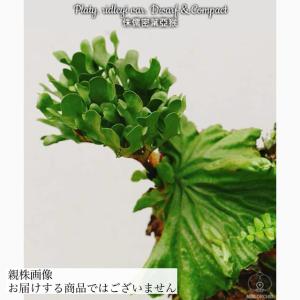 現品) ビカクシダ ウィリンキー 'リトルエルフ' (TC) (No.40856