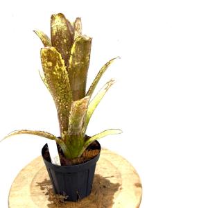 現品) ビルベルギア 'バニスファクター' (No.62589) (観葉植物