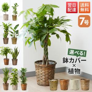 観葉植物 SOUJU（創樹）ブランド：オリーブの木 ピクアル*6号 Picual