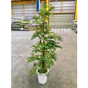 フィカス・バーガンディ 10号 黒ゴム 観葉植物 ゴムの木 販売 苗 苗木