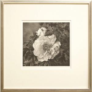 野田弘志 「 薔薇 」 銅版画 版画 日本画 絵画 バラ 花 モダン 写実