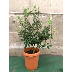 フェイジョア リサ（R）アントワネット 4号ポット 挿し木苗 苗木