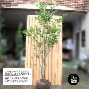 ハイノキ 株立ち 約2.2m 超特大株 植木苗木 灰の木 規格販売 お買い得