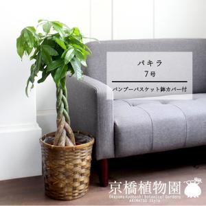 現品】パキポディウム・ゲアイー 1本立 6号 黒鉢（3） : 花のアリマツ