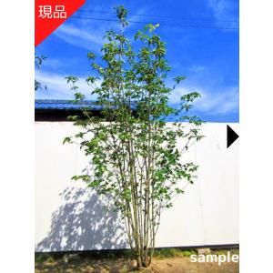 常緑ヤマボウシ 月光 5本株立ち 約2.5m 現品発送 超特大株 植木苗木