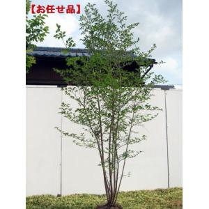 エゴの木 株立ち 約2.5m エゴノキ 美樹形株 超特大植木苗木 規格販売