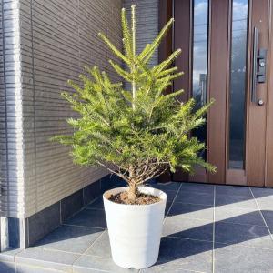 もみの木高さ180cm本物のクリスマスツリー樅の木群馬県産高品質