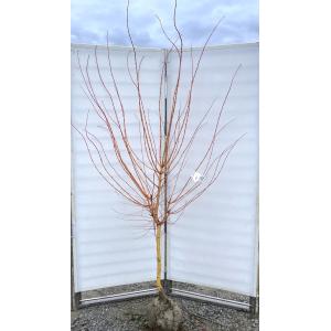 山モミジ 株立ち 約2.2m 超特大株 規格販売 植木 苗木 大苗 お買い得