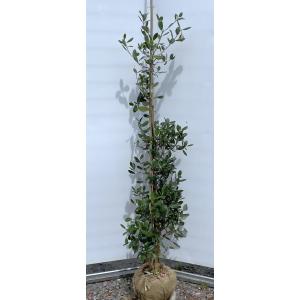 フェイジョア 株立ち 約1.7m 規格販売 植木 苗木 大苗 お買い得な