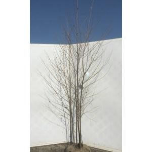 エゴの木 株立ち 約2.5m エゴノキ 美樹形株 超特大植木苗木 規格販売