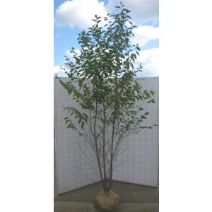 ハイノキ 株立ち 約2.2m 超特大株 植木苗木 灰の木 規格販売 お買い得