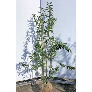 ミモザアカシア 約1.5m 特大植木苗木 ギンヨウアカシア 銀葉アカシア