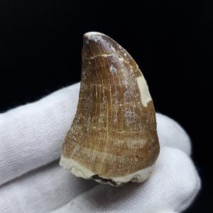 モササウルス 化石 歯 本物 モロッコ産 27.67mm プレゼント ギフト