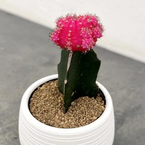 サボテン緋牡丹4色セット サボテン インテリア 可愛い : パリジェンヌ