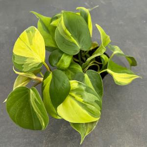 現品】パキポディウム・ゲアイー 多頭 6号 黒鉢（3） : 花のアリマツ