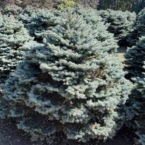 発送不可 プンゲンストウヒ エディス 高さ約2.5m : アララギ園有限